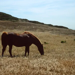 Horse grazing, Santa Rosa Island