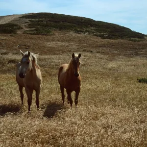Horses, Santa Rosa Island