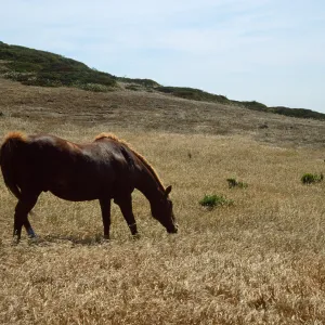 Horse grazing, Santa Rosa Island