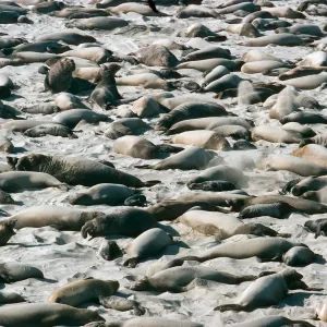 Elephant Seals, Point Bennett, San Miguel Island