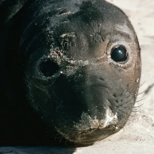 Elephant Seal, Point Bennett, San Miguel Island
