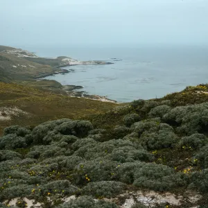 Stabilized dunes above west end of Simonton Cove, San Miguel Island