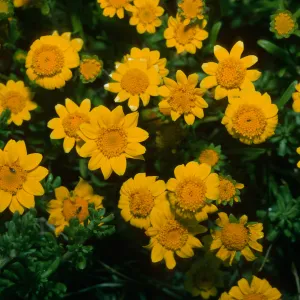 Lasthenia californica