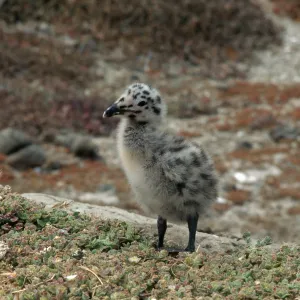 Western Gull chick, East Anacapa Island