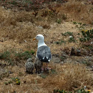Western Gull and chicks, East Anacapa Island