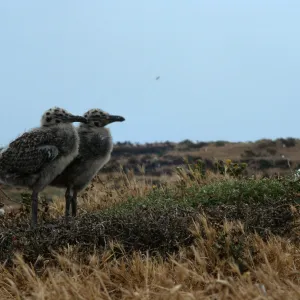 Western Gull chicks, East Anacapa Island