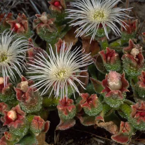 Mesembryanthemum crystallinum, Head of north fork of Graveyand Canyon, Santa Barbara Island
