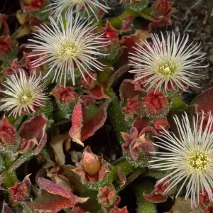 Mesembryanthemum crystallinum, Head of north fork of Graveyand Canyon, Santa Barbara Island