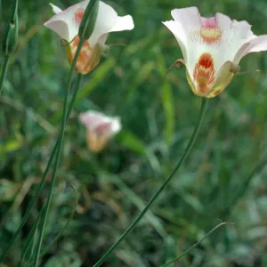 Calochortus venustus, Paradise Road by Snyder Trail