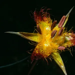 Calochortus obispoensis, Cuesta Ridge Botanical Area