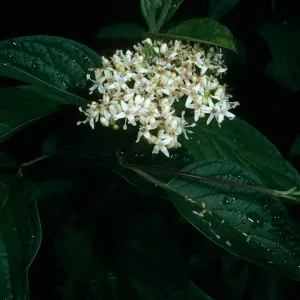 Cornus stolonifera, Rancho Santa Ana Botanical Garden