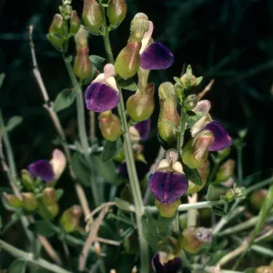 Salazaria mexicana, Near Walker Pass