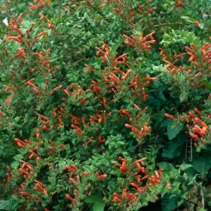Keckiella cordifolia, San Roque Canyon
