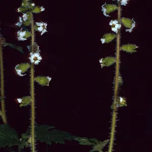 Lithophragma maximum, Second canyon south of Malo, San Clemente Island