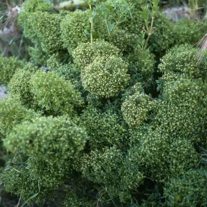 Galium catalinense ssp. acrispum, SCI-230, Δ Jack, San Clemente Island