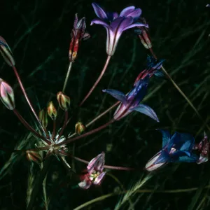 Brodiaea kinkiensis, Near Δ Stone, San Clemente Island