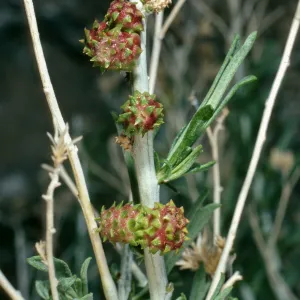 Insect galls on Chrysothamnus, Waucoba Springs, Saline Valley