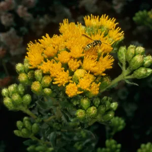 Haplopappus venetus ssp. vernonioides, Goleta Beach