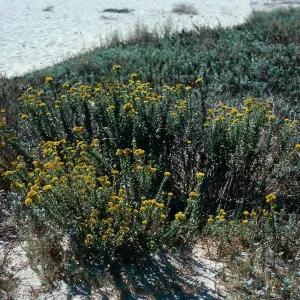 Haplopappus venetus ssp. vernonioides, Goleta Beach
