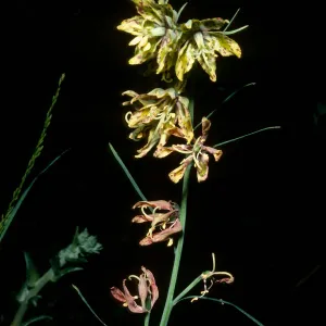 Fritillaria ojaiensis, Nineteen Oaks Trail