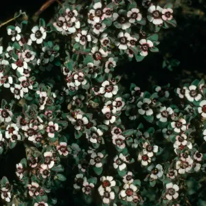 Euphorbia albomarginata, Pinyon Mountains, Anza Borrego