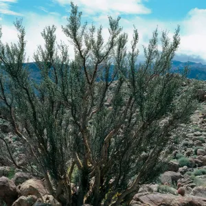 Bursera microphylla, Torote Bowl Mountain, Palm Canyon, Anza Borrego