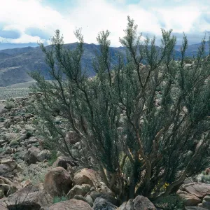 Bursera microphylla, Torote Bowl Mountain, Palm Canyon, Anza Borrego