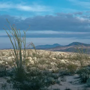 Bow Willow, Torote Bowl Trail, Anza Borrego
