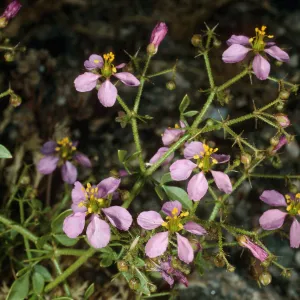 Fagonia laevis, Anza Borrego