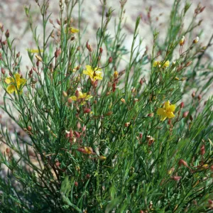 Helianthemum scoparium, Toro Canyon County Park
