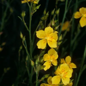 Helianthemum scoparium, Jesusita Trail