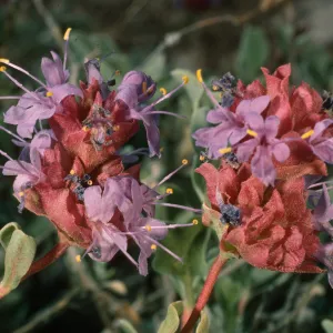 Salvia (sage) dorrii, Schulman Grove, White Mountains