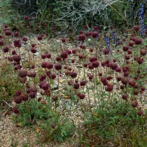 Salvia columbariae (Chia), North of Pass, Joshua Tree
