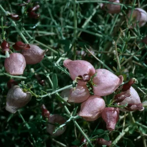 Salazaria mexicana in fruit, Jumbo Rocks, Joshua Tree