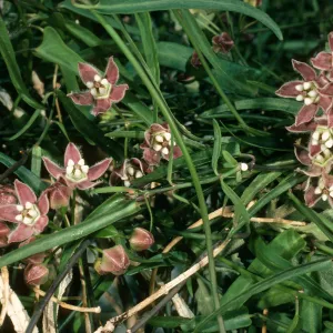 Sarcostemma cynanchoides, Borrego Palm Canyon