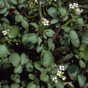 Nasturtium officinale, Thompson Reservoir, Santa Catalina Island