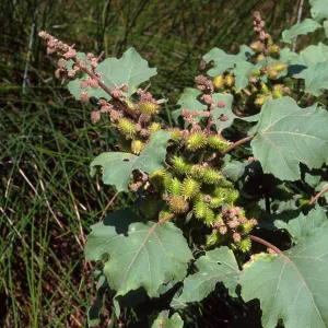 Xanthium strumarium, Cherry Cove, Santa Catalina Island