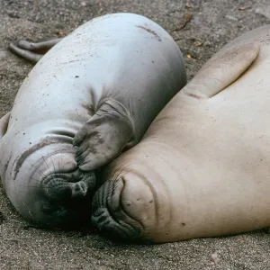 Young elephant seals, San Benito Island