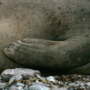 Young elephant seals, San Benito Island
