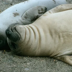 Young elephant seals, San Benito Island