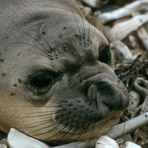 Young elephant seals, San Benito Island