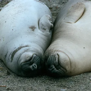 Young elephant seals, San Benito Island