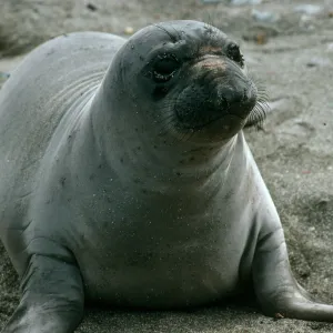Young elephant seals, San Benito Island