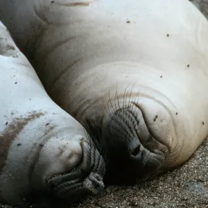 Young elephant seals, San Benito Island