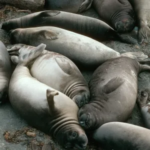 Young Elephant Seals, San Benito Island