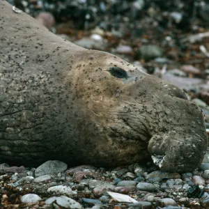 San Benito Island, Male Elephant Seal