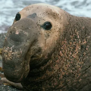 San Benito Island, Male Elephant Seal