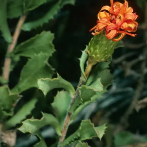 Haplopappus berberidis, Todos Santos Island, South Island