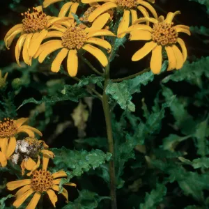 Viguiera lacianata, Todos Santos Island, South Island