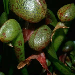 Darlingtonia californica, SBBG